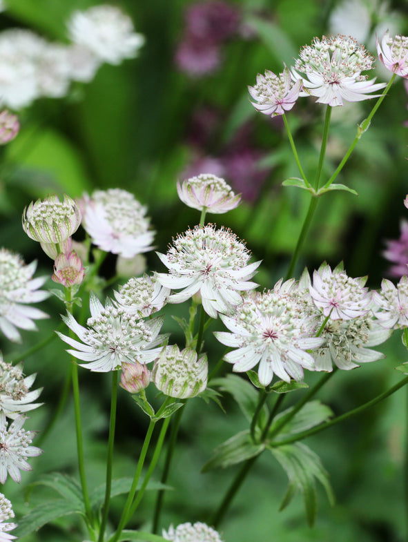 Astrantia Star of Billion